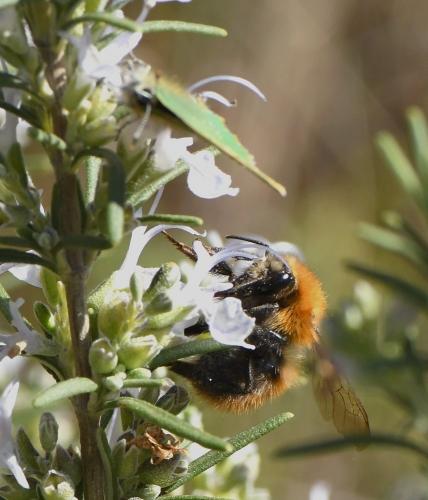 Bombus pascuorum